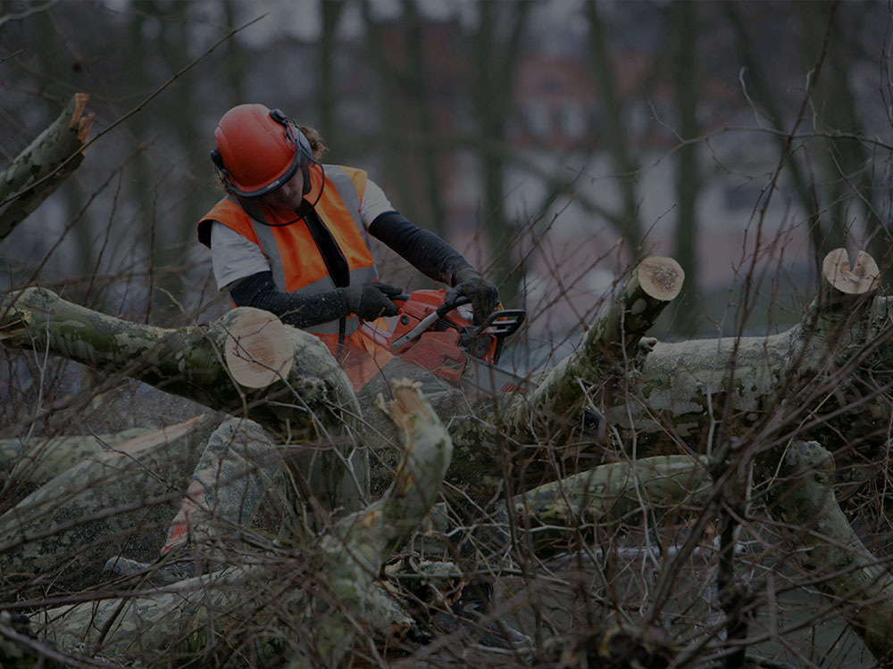 Chatham Tree Removal